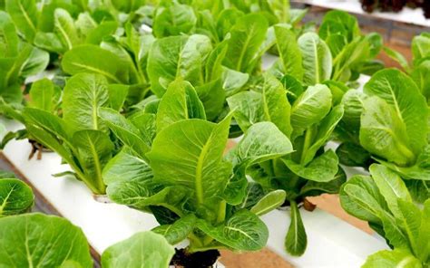 How To Grow Hydroponic Lettuce Easily Gardening Chores