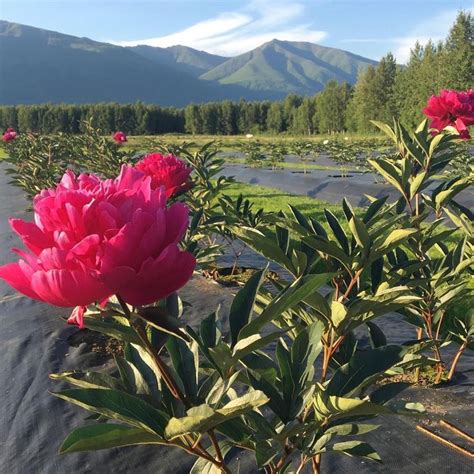 Maybe you would like to learn more about one of these? Alaska Peony Cooperative on Instagram: "Peony 'Kansas ...