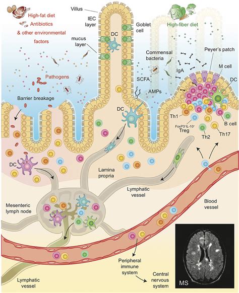 Frontiers How The Interplay Between The Commensal Microbiota Gut