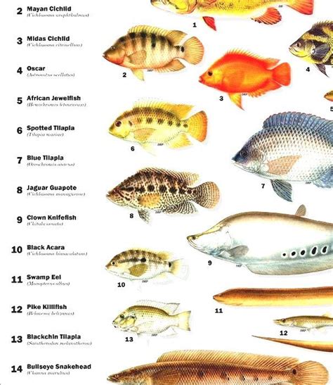 List Of Fishes Of Florida Florida Fresh Water Fish