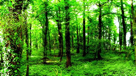Free Download From Free Wallpapers Nature Wallpaper Dark Green Forest