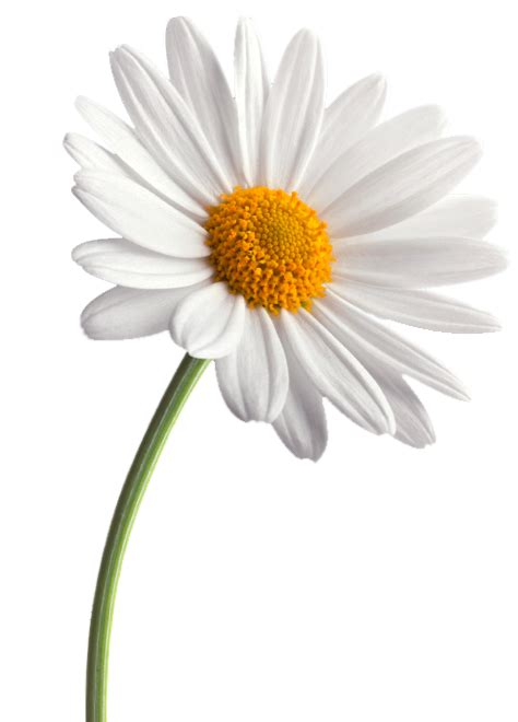 Common daisy Flower Daisy family Transvaal daisy - small daisy png png image