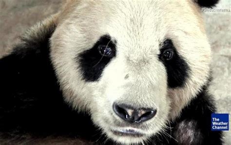 Worlds Oldest Male Giant Panda Dies At 31
