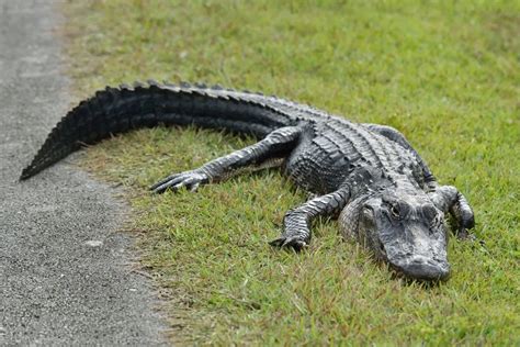 Are There Saltwater Crocodiles In Florida Seafari Yacht Charters