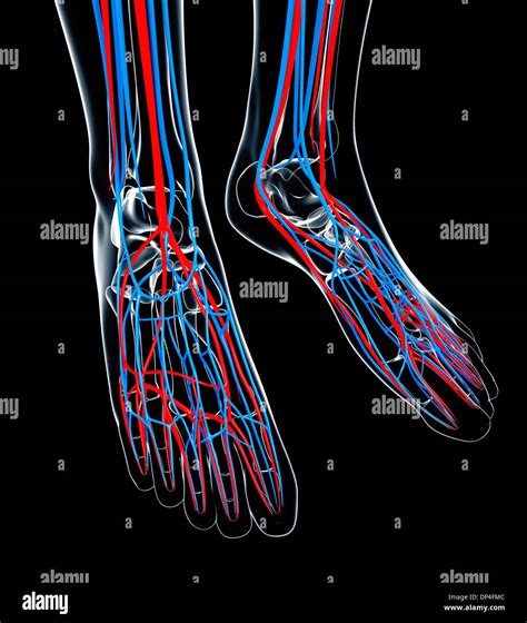 Human Foot Cardiovascular System Artwork Stock Photo Alamy