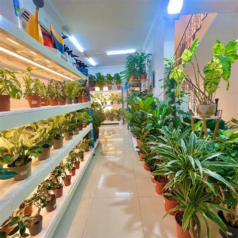 Orbee Plants And Flowers Althumama Flower Shop In Qatar Best