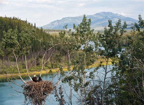 Five Rules For Photographing Bald Eagle Nests Audubon