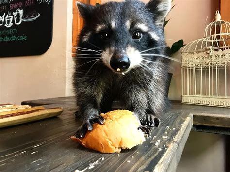 Pin On Adorable Funny Raccoons