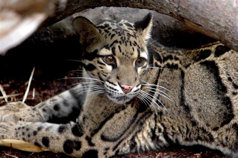 Top 142 Clouded Leopard State Animal