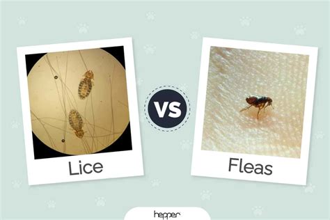 Spot The Difference Dog Lice Vs Fleas Pictures