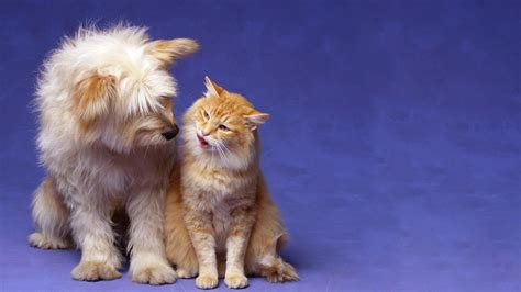 Cats And Dogs Wallpaper ·① Wallpapertag