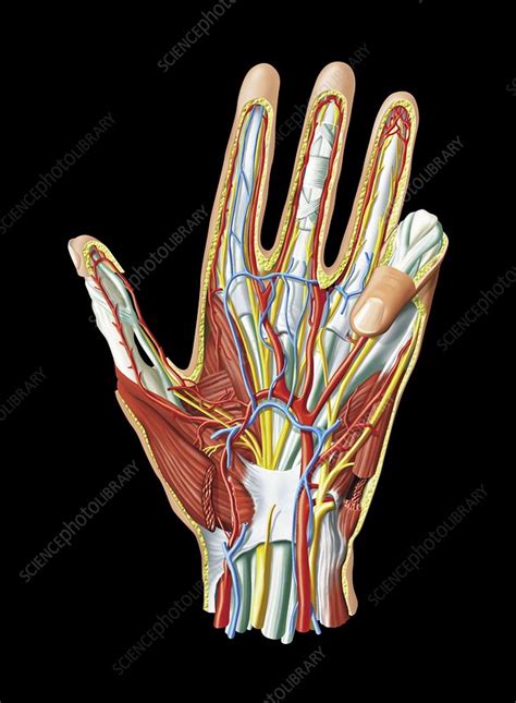 Hand Anatomy Artwork Stock Image C0082585 Science Photo Library