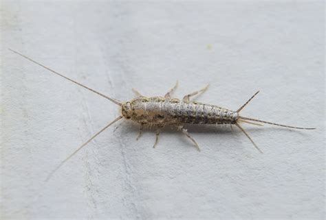 Silverfish Control Services Youngs Pest Control
