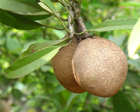 The fruit is abundant in colombia, peru and ecuador, with a taste similar to that of passion fruit. 5 Unusual Fruit Trees to Grow in Your Backyard - Everywhere