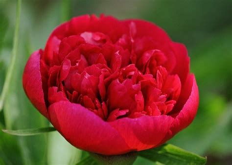 Ultimate Guide To Peony Flower Meaning Symbolism And Ting Petal