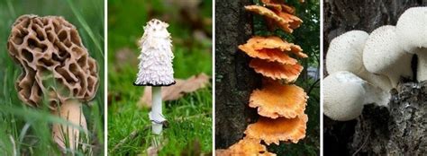 Njs Wild Mushrooms Are Poisoning People At A Staggering Rate Heres What To Avoid