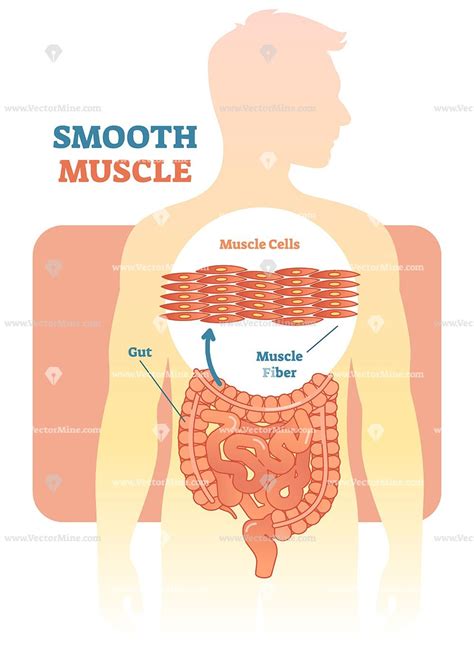 Smooth Muscle Vector Illustration Diagram Muscle Medical Knowledge