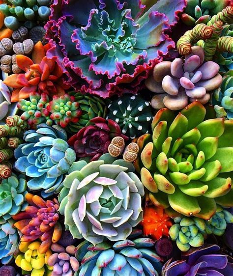 Succulent Garden Wallpapers Top Free Succulent Garden Backgrounds