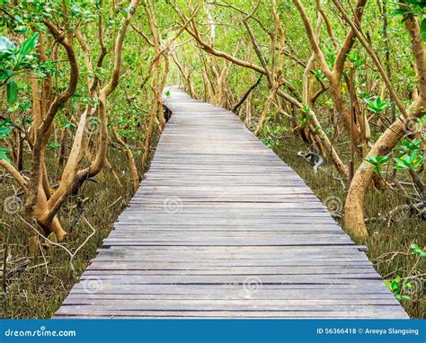 Stairway Leading To The Tropical Mangrove In The Sea Shore Stock Photo