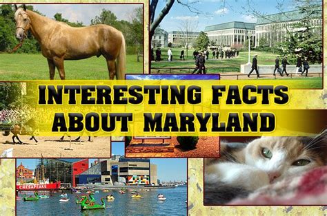 Interesting Facts About Maryland Fun Facts Facts Maryland