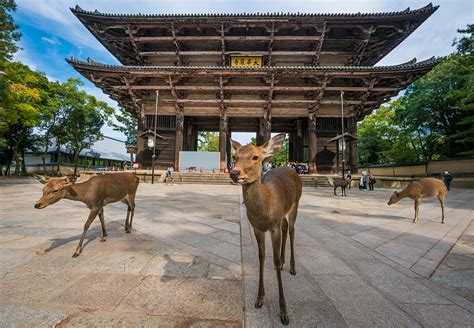 The Devious Deer Of Nara Japan Travel Caffeine