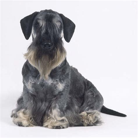Cesky Terrier Breed Guide Learn About The Cesky Terrier