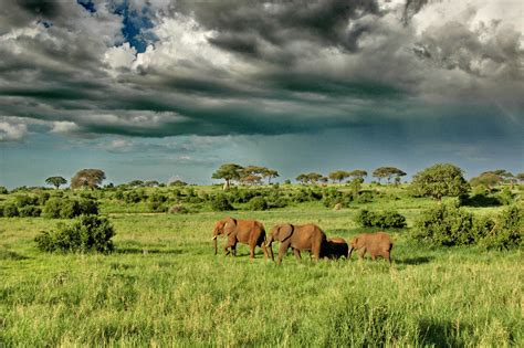 Serengeti National Park Special Deals And Offers Book Now