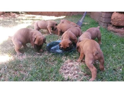 Puppies for sale in chennai. Boerboel puppies for sale - READY TO GO!!! Pretoria ...