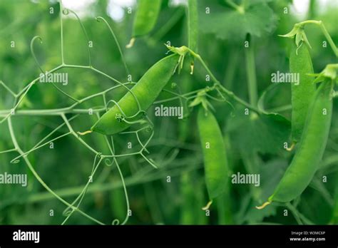 Pisum Sativum Garden Hi Res Stock Photography And Images Alamy