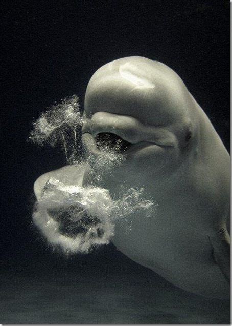 Pin By Umbrellafant On Belugas And Manatees Beluga Whale Whale