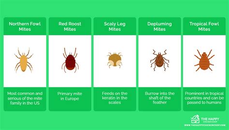 7种自然的方法来治疗鸡螨虫，并防止它们再次出现 Beplay3中心