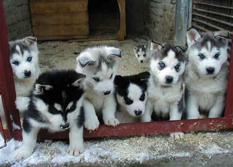 Siberian Husky Puppies 4 Sale Puppies 4 Sale Puppy For Sales