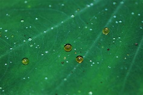 Free Picture Droplet Condensation Moisture Raindrop Wet Leaf