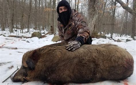 Boar Hunting Ranch Guided Wild Hog Hunts Russian Boar Hunting Preserve
