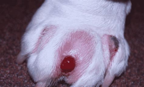 Pyoderma In Dogs Treatment