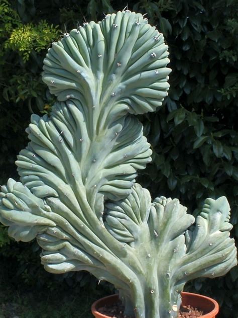 Yes, cactus spines are living parts of the cactus plant. Myrtillocactus geometrizans f. cristata (Dinosaur Back ...