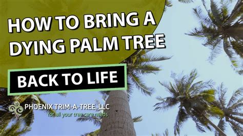 How To Bring A Dying Palm Tree Back To Life Phoenix Trim A Tree