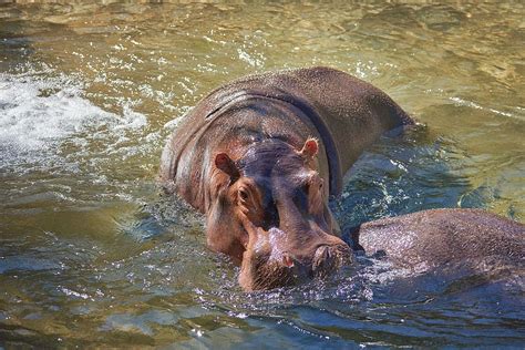 Hd Wallpaper Hippopotamus Soaked In Water River Africa Botswana