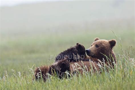 Brown Mother Bear Feeding Bear Cubs In Green Grass With Flowers At Lake