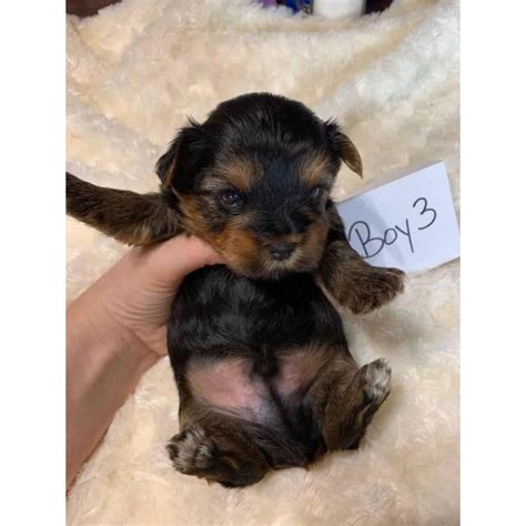 Have you been thinking about a new puppy for yourself or your family? 3 male yorkie puppies in Birmingham, Alabama - Puppies for ...