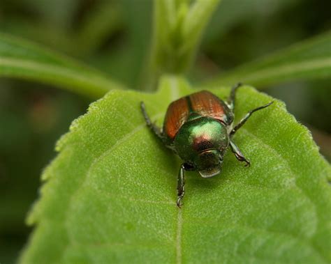 Japanese Beetles Town And Country Pest Solutions Inc