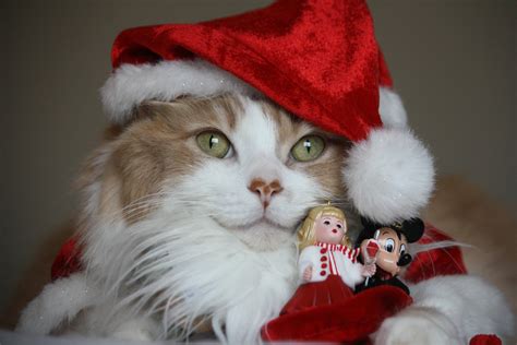 Download Santa Hat Cat Holiday Christmas 4k Ultra Hd Wallpaper