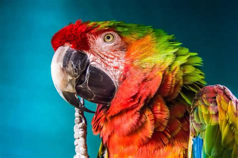 Pirate Parrots Wild Literacy