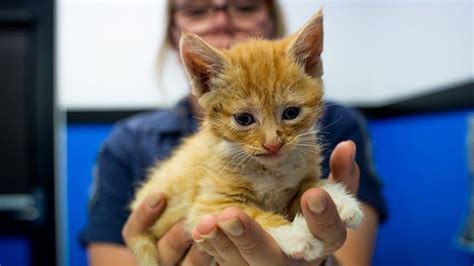 Kitten Found In Brisbane With Burn Marks Firecracker Tapped To Body Au — Australias