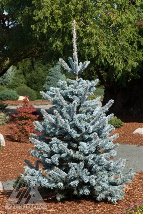 Hoopsii Blue Spruce Wyoming Plant Company