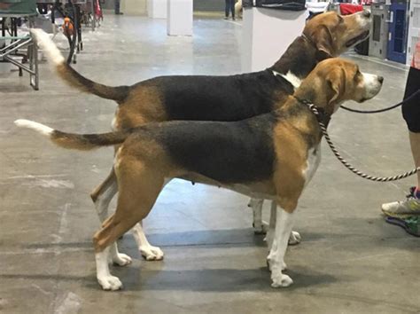 Beagle Harrier Vs Beagle Breed Comparison Mydogbreeds