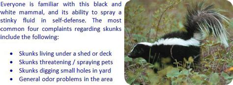 These smelly creatures are really not pleasant to deal with. Skunk Repellent Analysis - Moth Balls, Ammonia, Coyote Urine