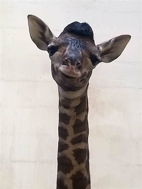 The Greenville Zoo Also Just Welcomed A New Baby Giraffe