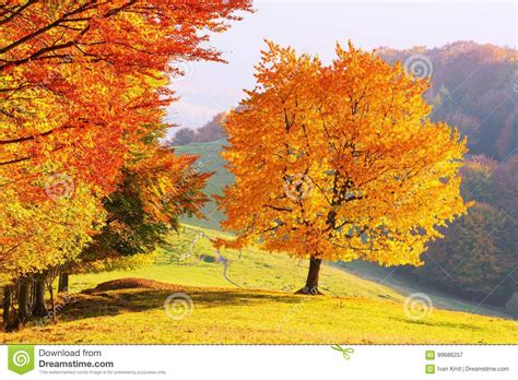 Majestic Beech Tree With Sunny Beams Stock Image Image Of Adventure