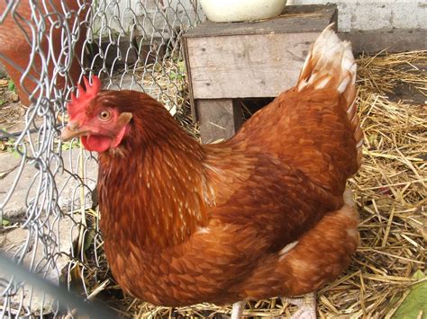 10 Things You Need To Know About Raising Urban Chickens Eco Snippets